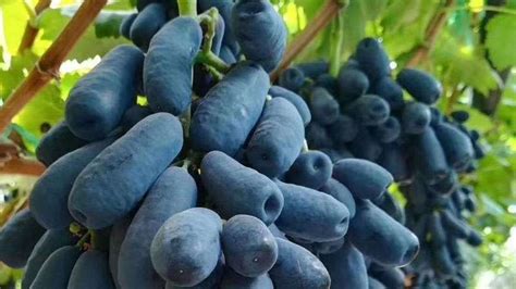 蓝宝石葡萄树种植方法