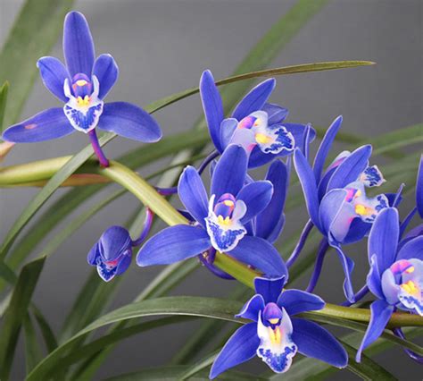 蓝色兰花品种大全