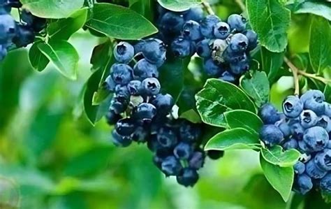 蓝莓什么时间种植最合适