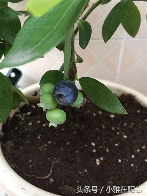 蓝莓可以在院子里种植吗