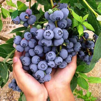蓝莓可以种植在阳台吗