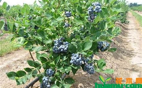 蓝莓的种植环境