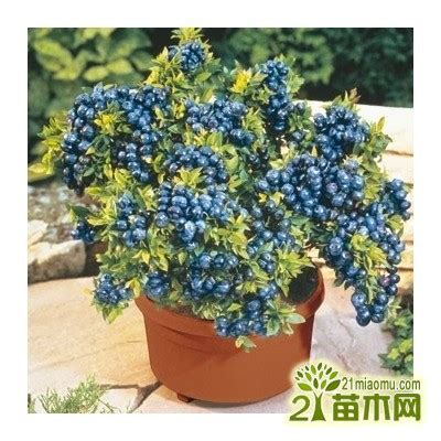 蓝莓盆栽的正确种植方法