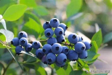 蓝莓种植在室内好吗