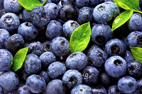 蓝莓能在家种植吗