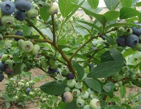蓝莓能种院子里吗