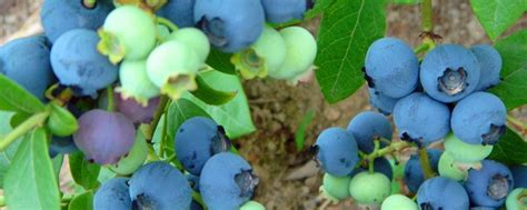 蓝莓适合在北方家里种植吗