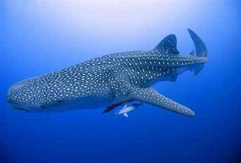 蓝鲸和鲸鲨谁最大