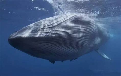 蓝鲸灭绝了吗2019