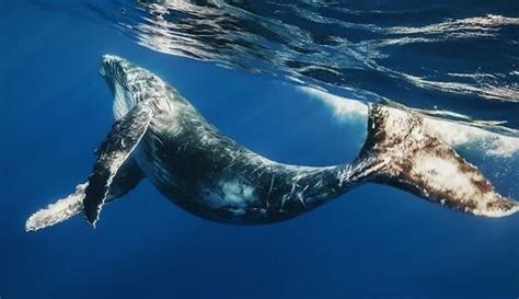蓝鲸的血管很宽足以让人游过去