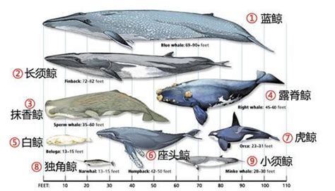 蓝鲸的进化