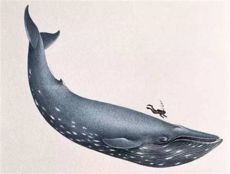 蓝鲸走在路上