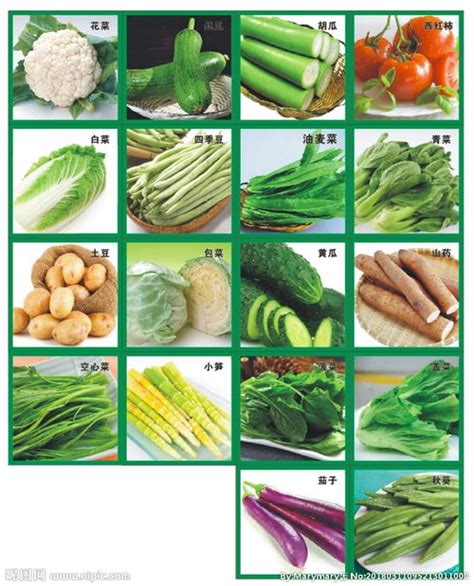蔬菜瓜的种类大全图片及名称