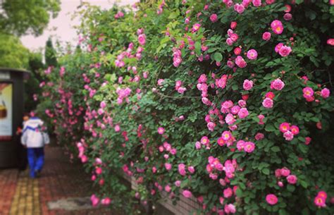 蔷薇养殖方法和注意事项