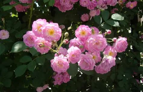 蔷薇种子种植方法
