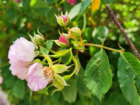 蔷薇花种植方法和时间