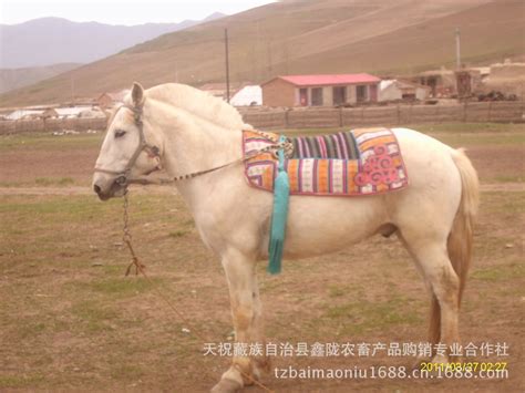 藏区一匹走马卖了130万
