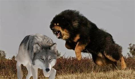 藏獒打狼被狼反杀