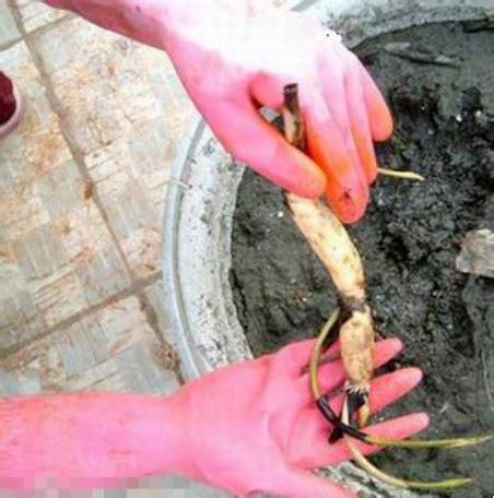 藕的品种和种植方法