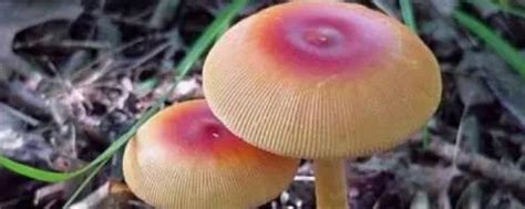 蘑菇坏了是什么样子