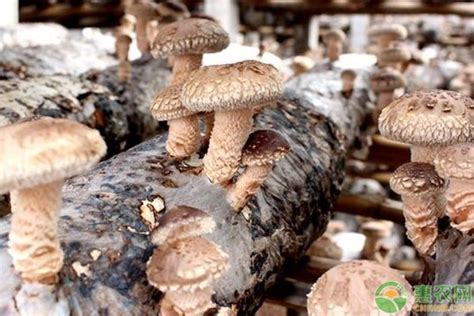 蘑菇是怎么培育出来