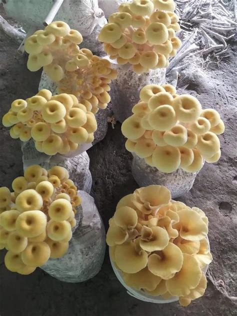蘑菇菌种批发