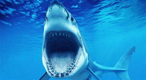 虎鲨vs大白鲨谁厉害