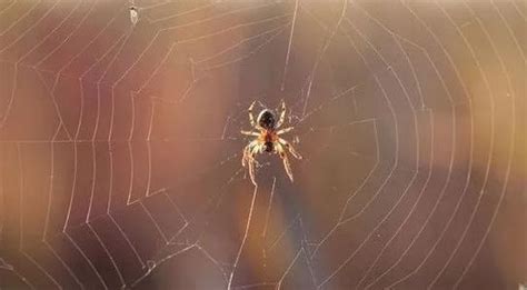 蚕与蜘蛛告诉我们什么道理