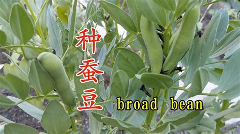 蚕豆在东北种植时间和方法
