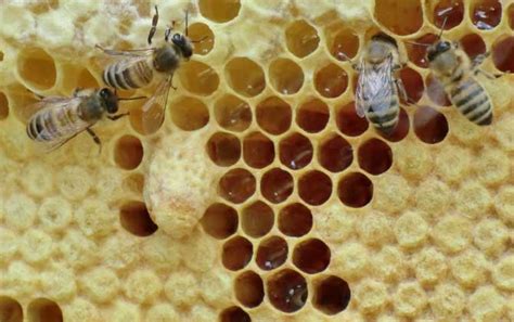 蜂巢有什么功效与用途