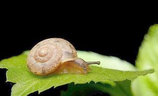 蜗牛属不属于昆虫类