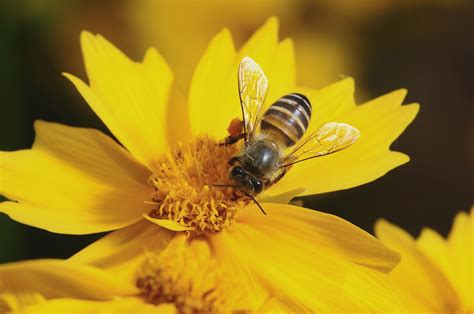 蜜蜂品种图片大全