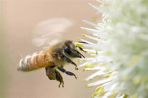 蜜蜂成群有什么征兆