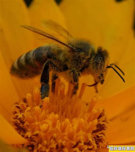 蜜蜂有什么精神品质