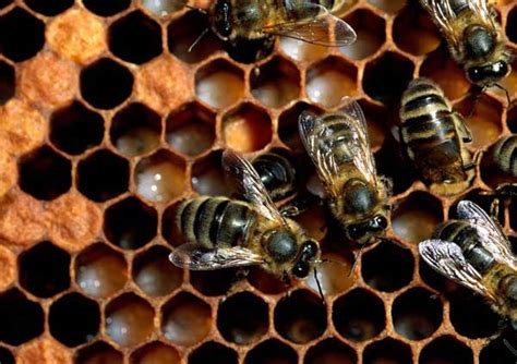 蜜蜂的繁殖技术