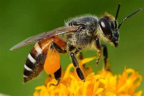 蜜蜂繁殖方式工蜂