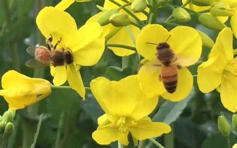 蜜蜂能飞几公里