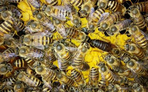 蜜蜂蜂王有多少种