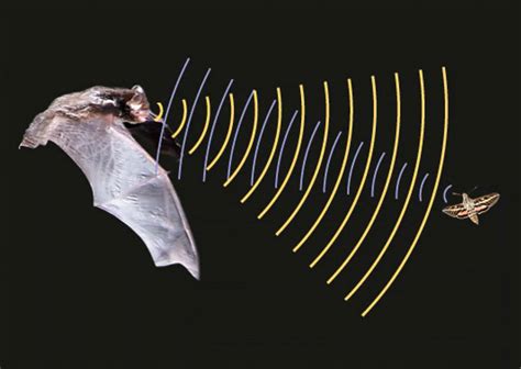 蝙蝠发出的超声波碰到了飞蛾