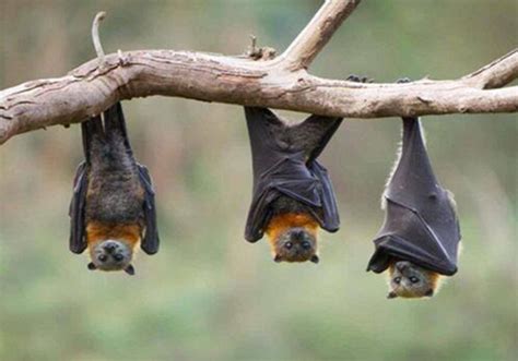 蝙蝠受到惊吓还会飞出来吗