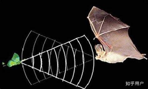 蝙蝠的超声波遇到昆虫会怎么