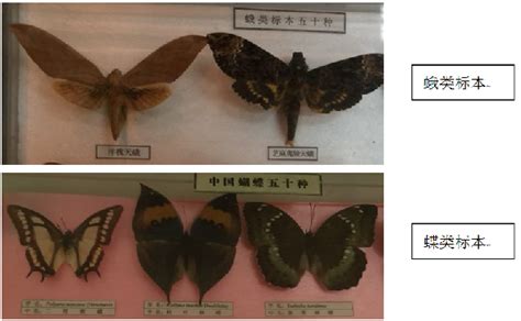 蝴蝶和蛾有什么区别