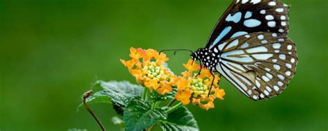 蝴蝶寿命一般多长时间