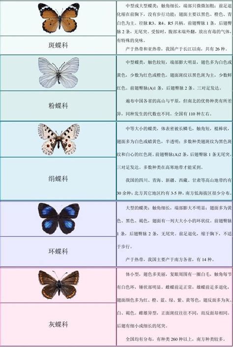 蝴蝶有多少种类和名字