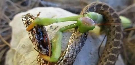 螳螂为什么能捕蛇