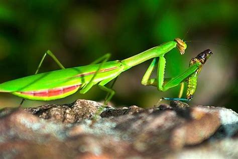 螳螂吃什么东西能养活