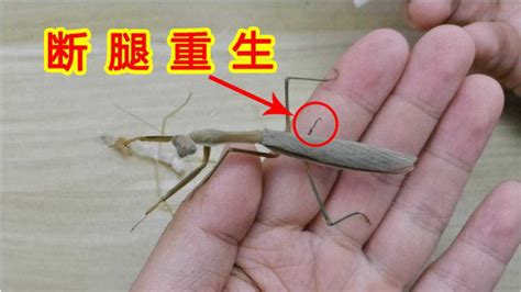 螳螂断掉一只腿能长出来吗