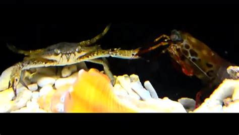 螳螂虾vs帝王蟹
