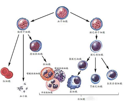 血细胞有哪几类