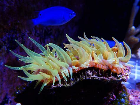 褐珊瑚真实图片